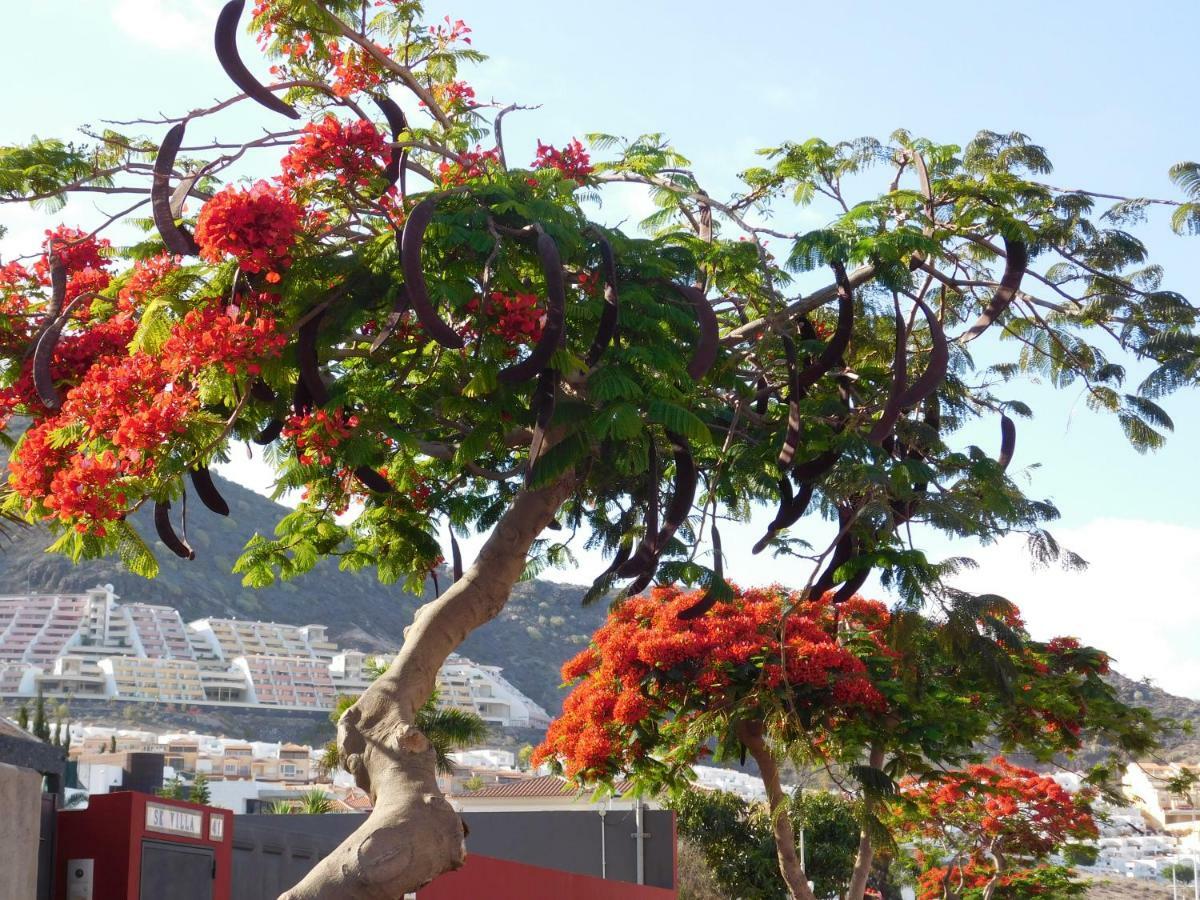 شقة Brisas Del Mar أذيخي المظهر الخارجي الصورة